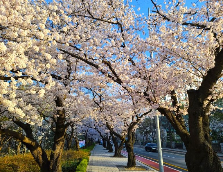 【首爾賞櫻】江村鐵道自行車．首爾林．良才川櫻花大道．樂天世界．汝矣島5天